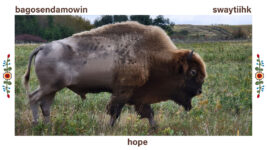 Image of a buffalo in a field with three words shown in the frame. Two words are from Native American languages, "bagosendamowin" and "swaytiihk" and one the third word, "hope" is the English meaning of the two Native American words.